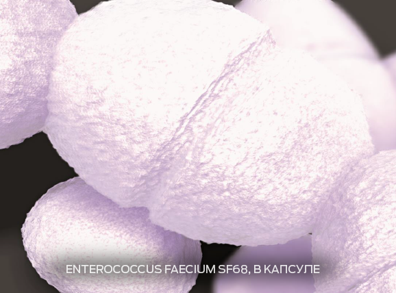 Enterococcus faecium (энтерококки фэциум)